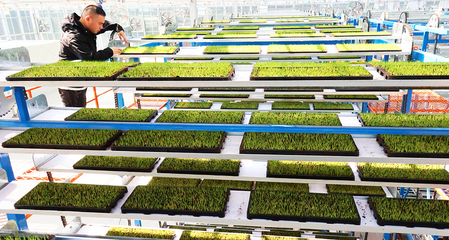 連云港海州:農事上&ldquo;云端&rdquo; 新農人新農具&ldquo;慧&rdquo;種地